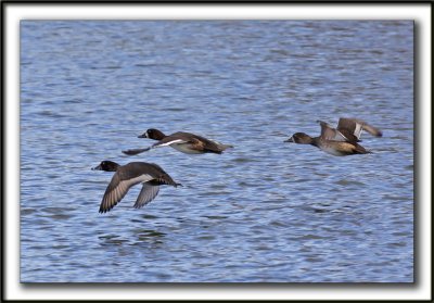 FULIGULE MILOUINAN   /  GREATER SCAUP    _MG_9005a