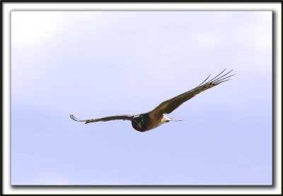 BUSARD ST-MARTIN, femelle    /   NORTHERN HARRIER, female      _MG_7130aa