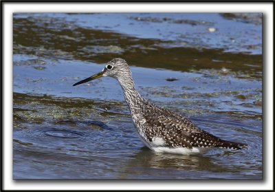 GRAND CHEVALIER   /   GREATER YELLOWLEGS    _MG_7460a