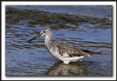 GRAND CHEVALIER   /   GREATER YELLOWLEGS    _MG_7468a