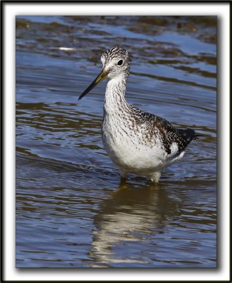 GRAND CHEVALIER   /   GREATER YELLOWLEGS    _MG_7479a