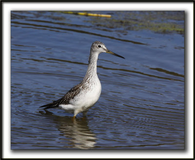 GRAND CHEVALIER   /   GREATER YELLOWLEGS    _MG_7503a
