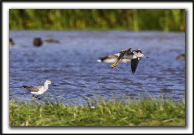 PETIT CHEVALIER   /   LESSER YELLOWLEGS    _MG_7554 a