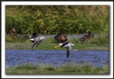 PETIT CHEVALIER   /   LESSER YELLOWLEGS    _MG_7575a