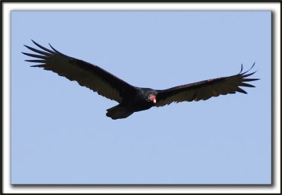 URUBU  TTE ROUGE  /  TURKEY VULTURE    _MG_8016a