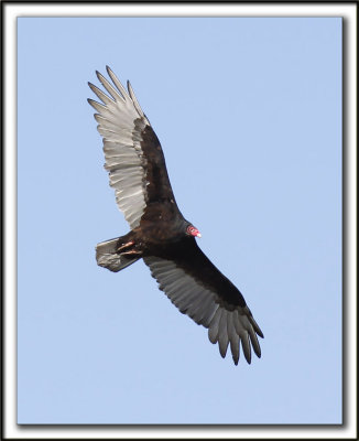 URUBU  TTE ROUGE  /  TURKEY VULTURE    _MG_7680a