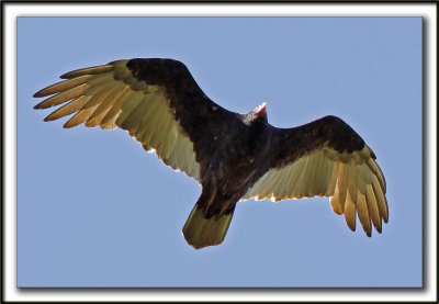 URUBU  TTE ROUGE  /  TURKEY VULTURE    _MG_7963aa