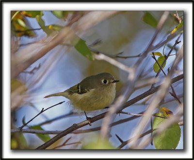 ROITELET  COURONNE RUBIS   /   RUBY-CROWNED  KINGLET    _MG_8657a