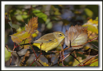 PARULINE  COURONNE ROUSSE en automne   /  PALM WARBLER  in fall time   _MG_8623a