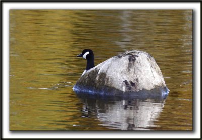 BERNACHE DU CANADA ( La bernache de roche)  /   CANADA GOOSE ( Rocky goose )     _MG_8819a