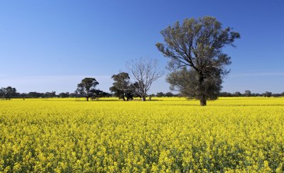 Field of yellow 6.jpg