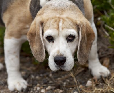 Fletcher the Beagle.jpg