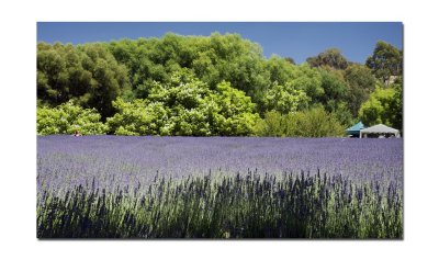 Lavendula Harvest Festival