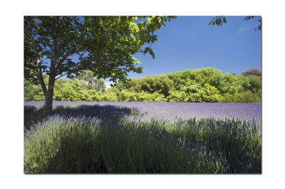 Lavender farm 3.jpg