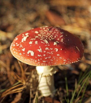 Red top fungi 2.