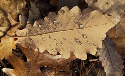 Droplets on a leaf.