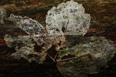 20081026 - Plastered Leaf