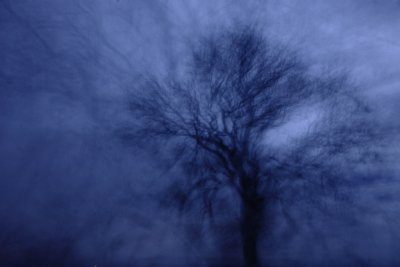 20091102 - Ghost Tree