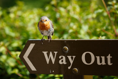 Way Out Robin