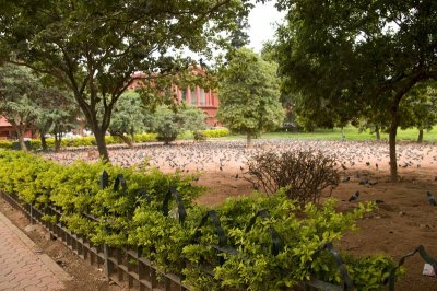 _DSC3969 birds in High Court of Karnataka