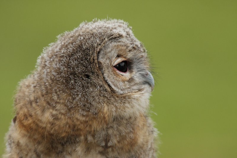 Baby owl