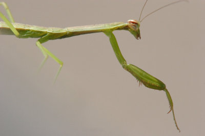 Alien?
