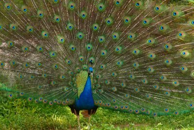 Showing off at Green Chimney
