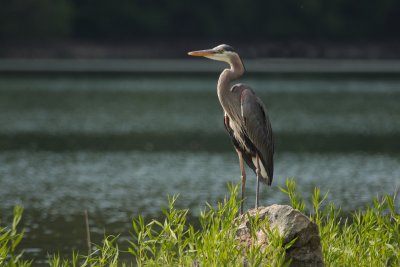 Great blue heron