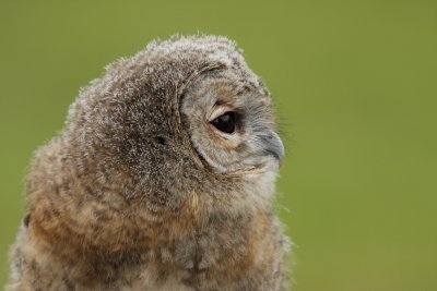 Baby owl