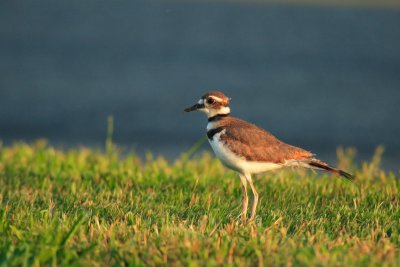 Kildeer