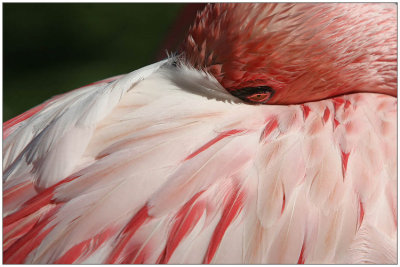 Flamingo up close