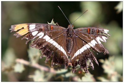 Well lived butterfly