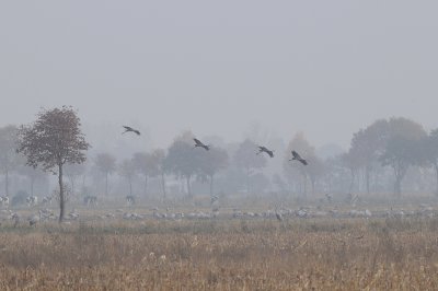 Kraanvogels-Common Grane