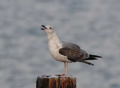 Geelpootmeeuw-Yellow-legged Gull