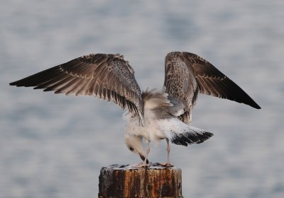 Geelpootmeeuw-Yellow-legged Gull