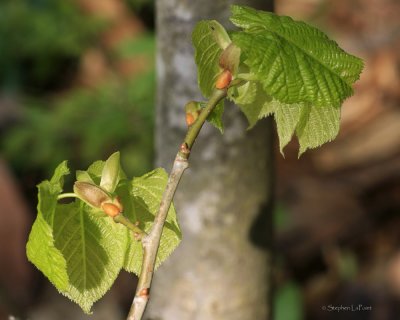 Fresh Leaves.jpg