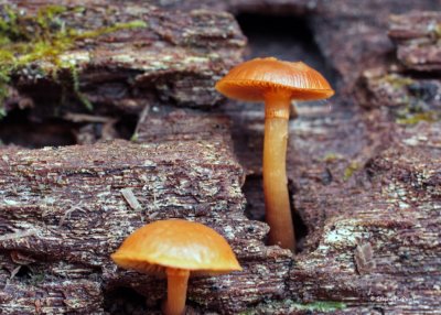 Hygrocybe.jpg