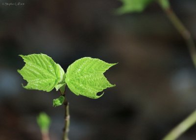 Striped Maple.jpg