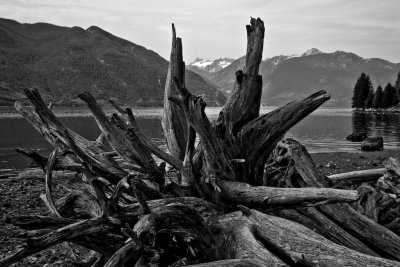 Driftwood and Distant Glacier