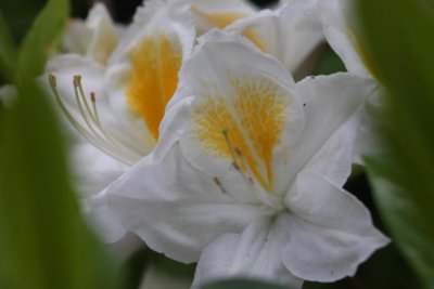 Rhododendron