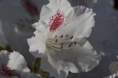 Rhododendron