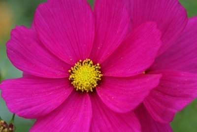 Cosmea