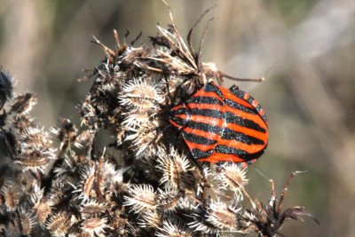Streifenwanze / striped shield bug