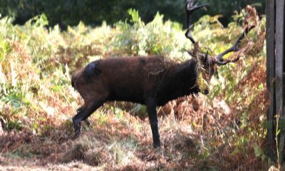 Rothirsch in der Brunst / red deer stag in rut (1)