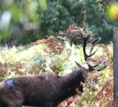 Rothirsch in der Brunst / red deer stag in rut (3)