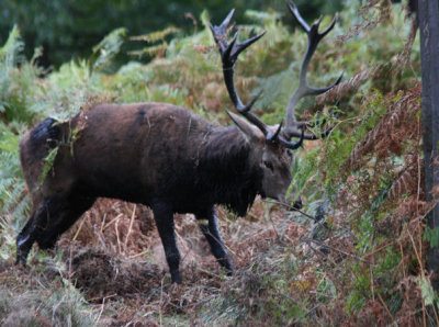 Rothirsch in der Brunst / red deer stag in rut (6)