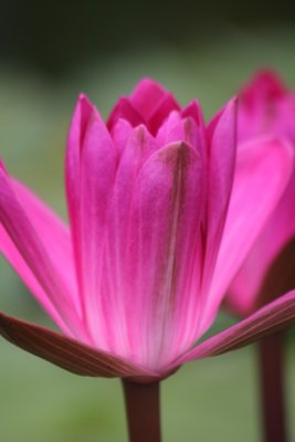 Verwunschene Seerosen / Enchanting water lilies