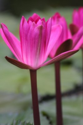 Verwunschene Seerosen / Enchanting water lilies