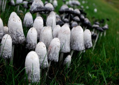 Shaggy Mane Mushrooms