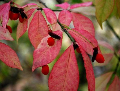 Burning Bush Seed Pods